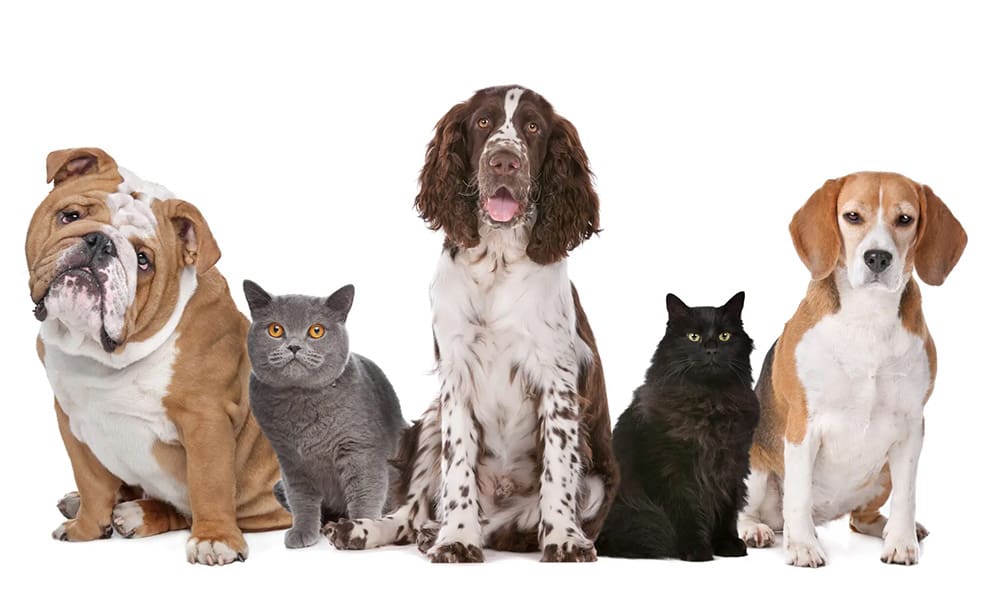 Are Pets Covered With Homeowners Insurance - View of Cats and Dogs Sitting Against a White Background